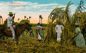 Cuba: Corte de Cana. Suikerriet snijden, ca. 1910