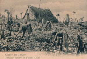 Cultivo del Tabaco. Tabakscultuur in Vuelta Abajo, ca. 1900 door Unbekannt