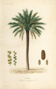 Dadelpalm, Phoenix dactylifera, Dattier door Unbekannt