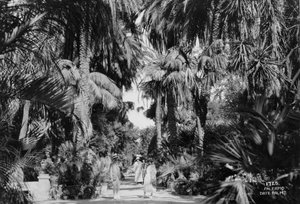Dadelpalmen, Palermo, Sicilië, Italië, ca. 1920-1930 door Unbekannt