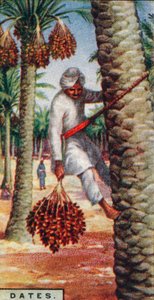 Dadeloogst, Noord-Afrika, 1928