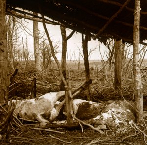 Dode paarden, Verdun, Noord-Frankrijk, ca. 1914-ca. 1918 door Unbekannt