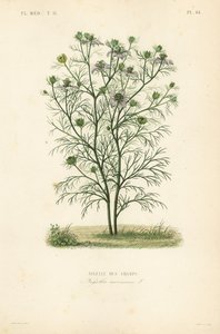 Juffertje-in-het-groen, Nigella arvensis