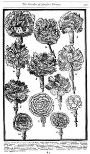 Dianthus anjers en roze, 1629 door Unbekannt