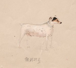 Hond, 1800s