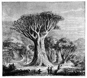 Dracona van Icod, Tenerife, Spanje, c1900s door Unbekannt