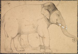 Tekening van een Olifant, ca. 1700