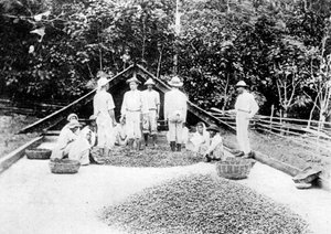Cacao drogen, Trinidad, ca. 1900s
