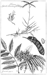 Durva Agrostis Linearis van Dr. Koenig