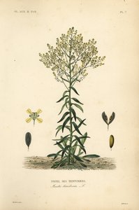 Wede, Isatis tinctoria, Pastel des Teinturiers door Unbekannt