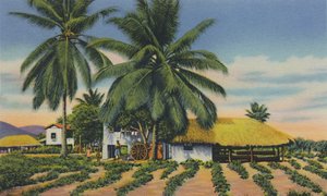 Oost-Indische Hutten, Trinidad, B.W.I., ca. 1940s