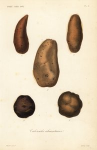 Eetbare knollen