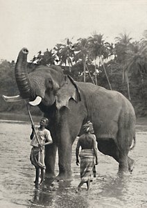 Olifant in de Mahavaliganga, 1926 door Unbekannt