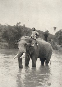 Olifant met kornak in de Mahavaliganga door Unbekannt