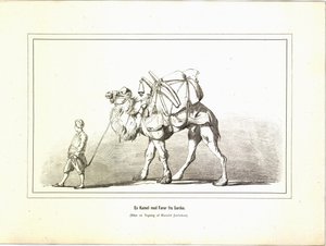 Een kameel met gids uit Sardes. Illustratie uit het boek Brogede rejsebilleder van Jerichau-Baumann, Elisabeth en uitgegeven door Forlagsbureauet (Kopenhagen, 1881) door Unbekannt