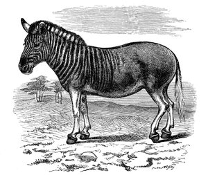 Gravure van een Quagga, 1893 door Unbekannt