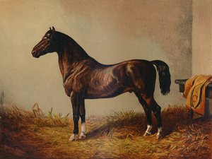 Volledige Pony Hack Don Carlos, ca. 1897 door Unbekannt