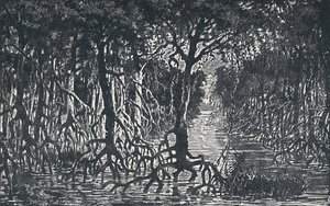 Equatoriaal Afrikaans Bos, 1924 door Unbekannt
