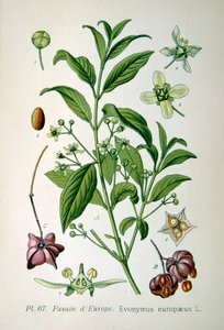Europese kardinaalsmuts, 1893