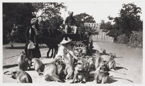 Europese vrouw die een troep apen voedt, India, circa 1910 door Unbekannt