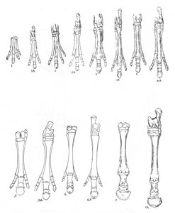 Evolutie van het paard, c1920 door Unbekannt