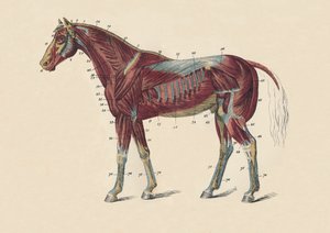 Externe spieren en pezen van het paardenlichaam, c1879