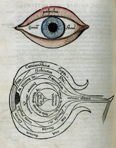 Ogen Structuur van het oog door Unbekannt