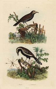 Feeënvlieg, Mymar pulchellum 1, zuidelijke witgerande mierwren, Formicivora grisea 2 en zwartkeelmiervogel, Myrmophylax atrothorax melanura 3
