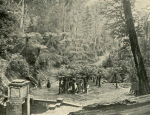 Varensboomlaantje en Pad, Mount Wellington, 1901 door Unbekannt