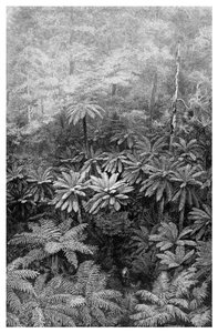 Fern Tree Gully, Australië, 1886