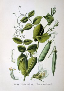 Veld- en Tuinerwt, 1893 door Unbekannt