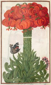 Florilegium: pagina 18 verso boeket van oranje lelies (1608)