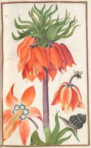 Florilegium: pagina 19 recto oranje fritillaria imperialis kroon keizerlijk