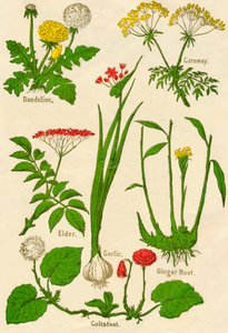 Bloemen: Paardenbloem, Karwij, Vlier, Knoflook, Klein hoefblad, Gemberwortel