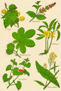 Bloemen: Hop, Paardenmunt, Paardenkastanje, Helleborus, Hondsdraf, Mierikswortel, ca. 1940