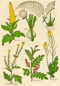Bloemen: Koningskaars, Ui, Mannetjesvaren, Nodge-Mosterd, Zoethout, Mosterd door Unbekannt