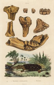 Fossiele botten van een uitgestorven Amerikaanse mastodont, Mammut americanum, en mata mata, Chelus fimbriata door Unbekannt