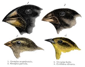 Vier van de vinksoorten waargenomen door Darwin op de Galapagoseilanden door Unbekannt
