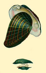 Zoetwatermossel, 1801, 1946 door Unbekannt