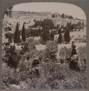 Tuin van Getsemane en Olijfberg vanuit Griekse Tuinen, ca. 1900