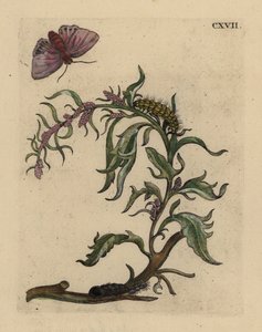Tuinoorache, Atriplex hortensis, met mot, rups en pop