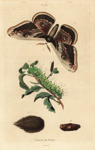 Reuzenpauwvlinder of reuzenkeizervlinder, Saturnia pyri, met rups en pop door Unbekannt
