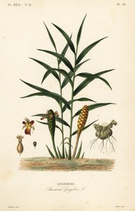Gember of gemberwortel, Zingiber officinale, Amomum zingiber, Gingembre door Unbekannt