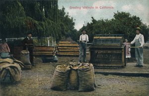 Walnoten sorteren in Californië, ca. 1910s door Unbekannt