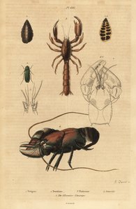 Grote groene sabelsprinkhaan, Tettigonia viridissima, foraminifera, Bannerella gibbosa, schorpioenmodderkreeft, Thalassina anomala, rivierkreeft, Astacus goudotii, en kop van Amerikaanse rivierkreeft