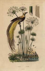 Grote paradijsvogel en papyrusgras