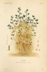 Grote warkruid of Europese warkruid, Cuscuta europaea, cuscute