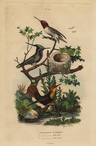 Groenkruin kamkolibrie, robijnkeelkolibrie en robijntopaz kolibrie en nest