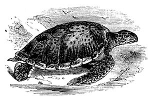 Groene schildpad Chelone mydas, c1890 door Unbekannt