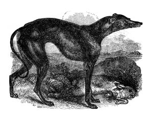 Windhond, 1848 door Unbekannt